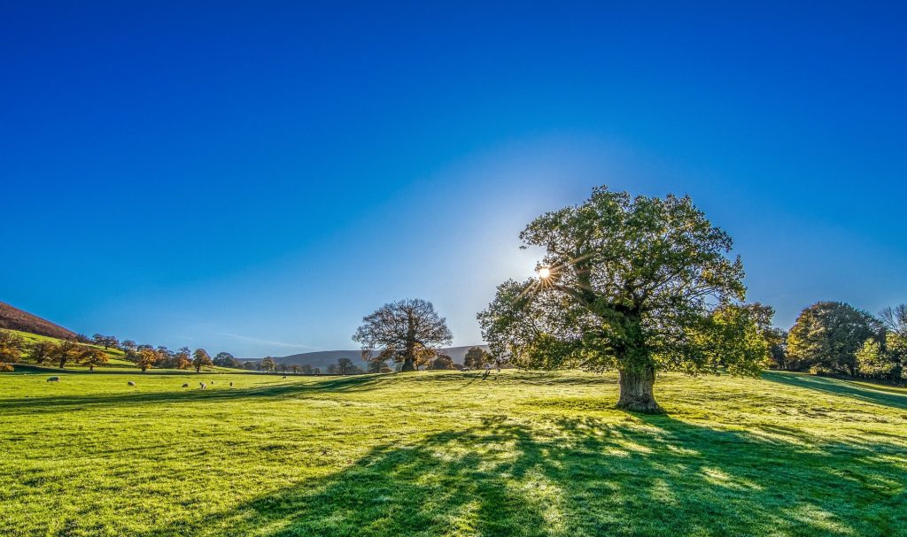 Arbre apportant de l'ombre à une maison