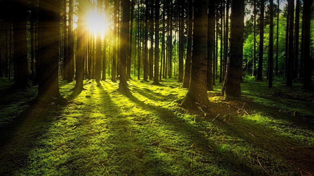 Forêt